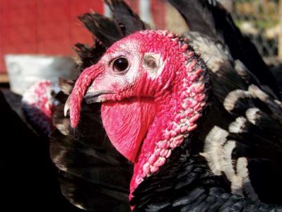 Nine Turkey Facts You Might Not Know Image